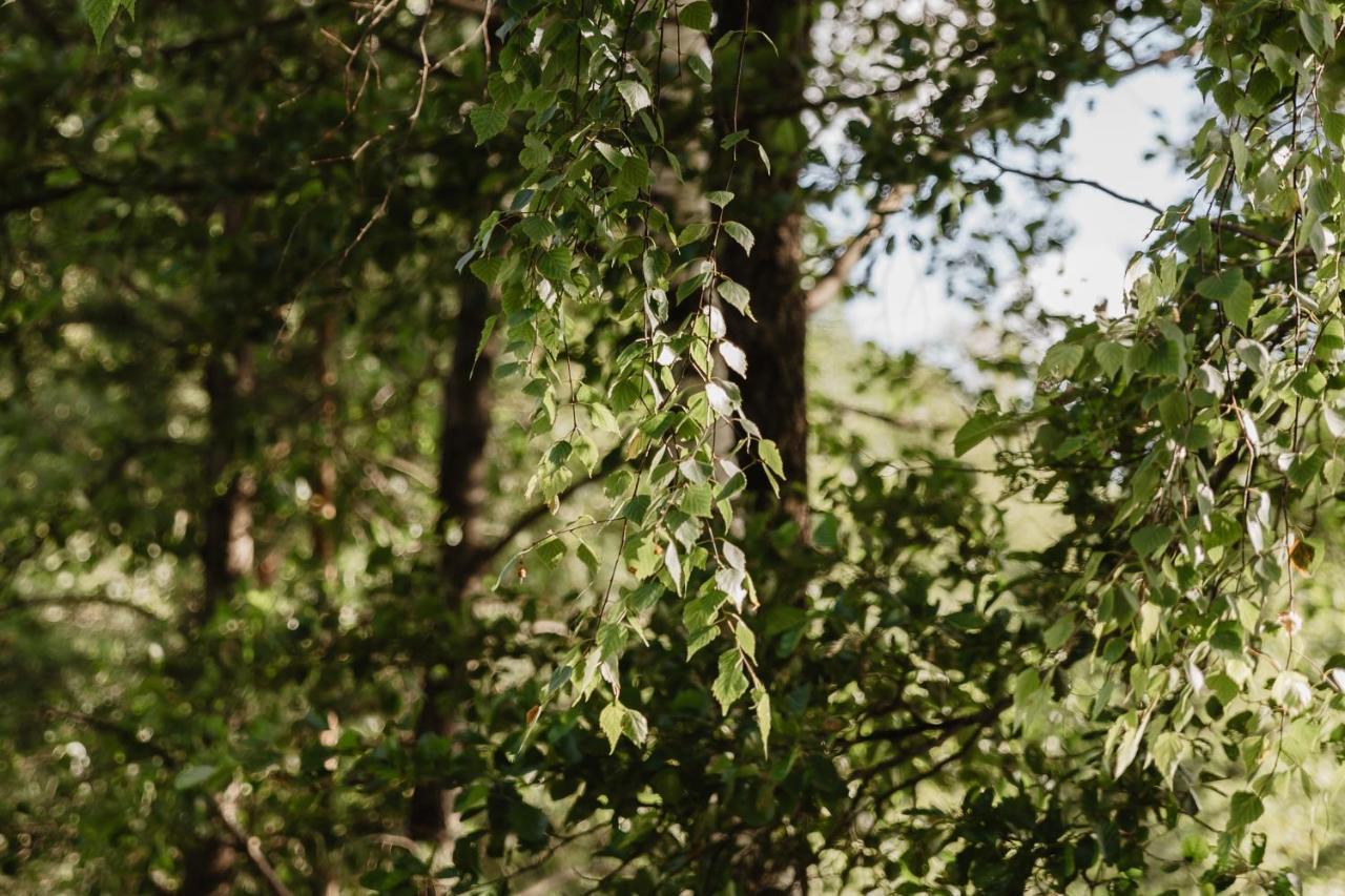 Berzu Namelis - Birch Cabin Kutsyuny エクステリア 写真